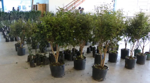 São João do Itaperiú promove oficina gratuita durante a Feira de Mudas e Meio Ambiente