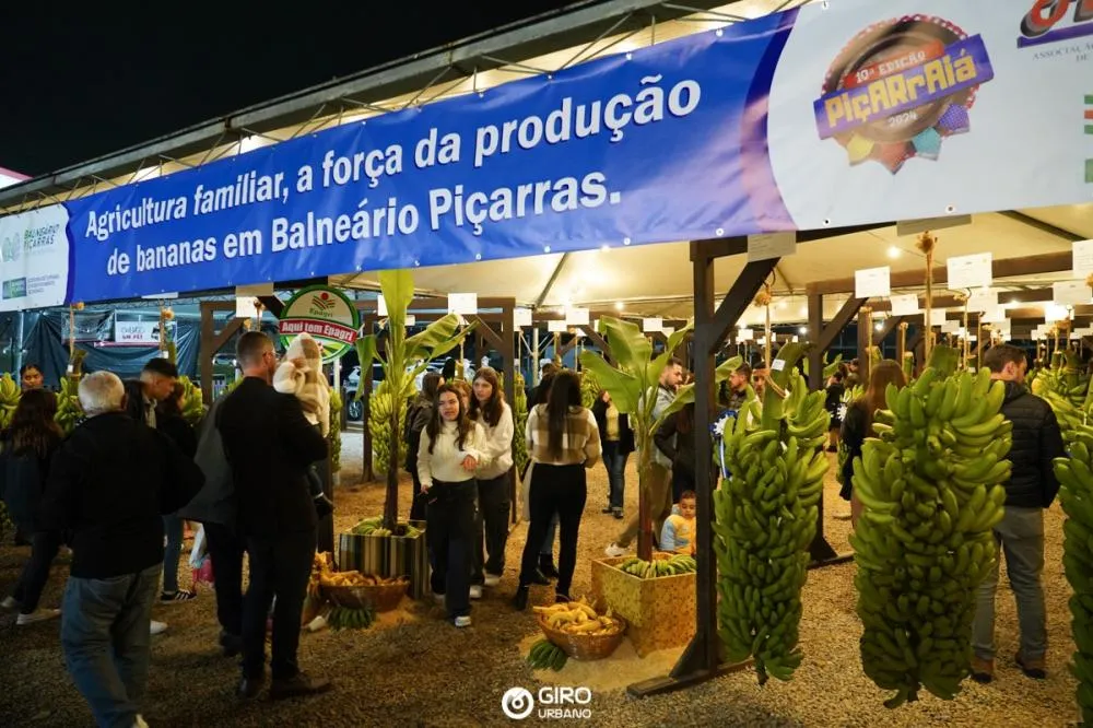 Piçarraiá 2026 terá exposição de cachos de bananas nos quatro dias de festa