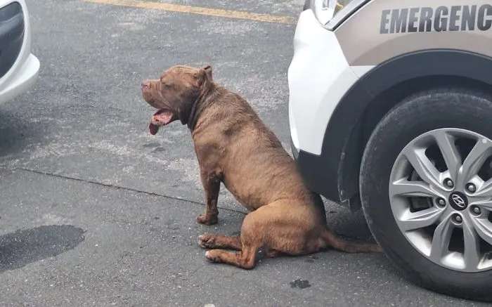Menino de 10 anos é atacado por pitbull em Barra Velha 
