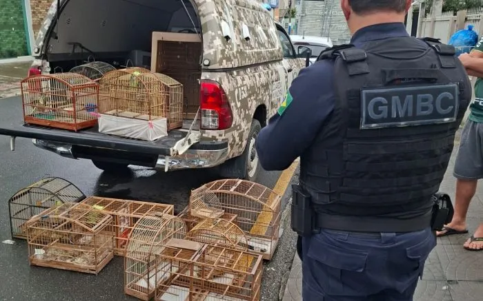 Coleirinha, bem-te-vis e trinca-ferro são apreendidos com traficante de pássaros em BC 
