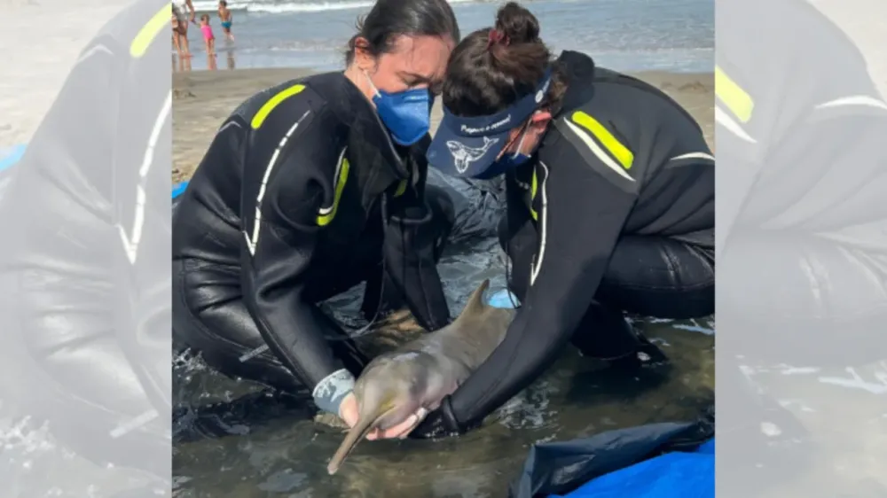 SC registra mais de 40 mortes do menor golfinho do Brasil em 2026