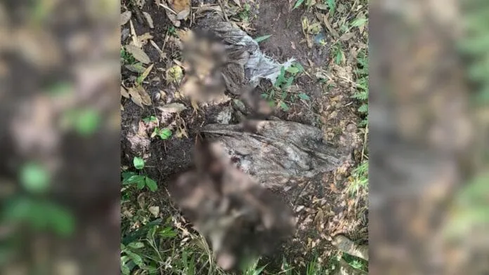 Ossada é encontrada entre tecidos e faca em área de mata no interior de Araquari