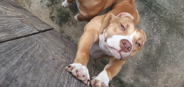 Penha: Ladrões arrombam casa no Centro e levam cachorrinha da raça Pitbull