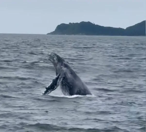 Baleia dá espetáculo com saltos na Bacia da Vovó em Penha 