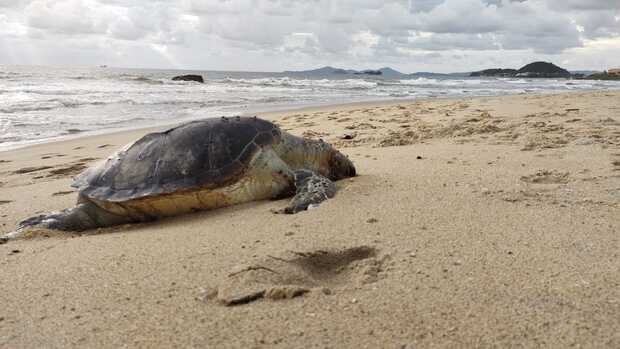 Barra Velha: Tartaruga-verde é encontrada morta na praia do Sol
