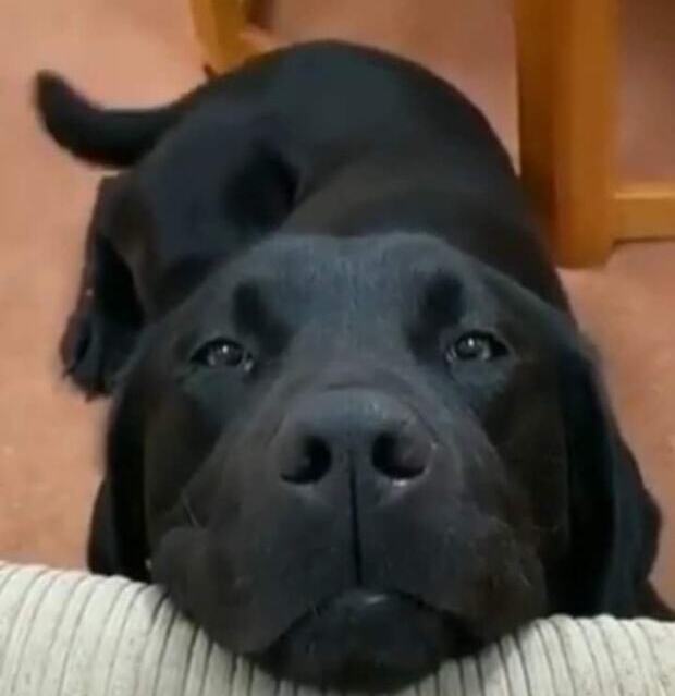 Fujão: Família procura labrador que fugiu na Praia do Quilombo