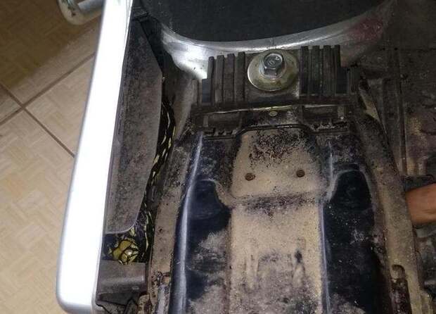 Queria dar uma voltinha: Caninana de dois metros é encontrada dentro de motocicleta em Schroeder