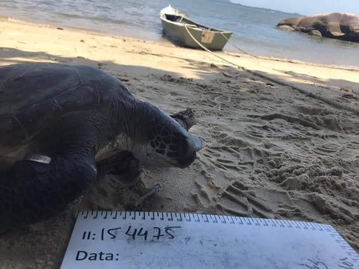 EM SÃO CHICO: PROJETO DE MONITORAMENTO DAS PRAIAS RESGATAM TRÊS TARTARUGAS NA BAÍA DA BABITONGA