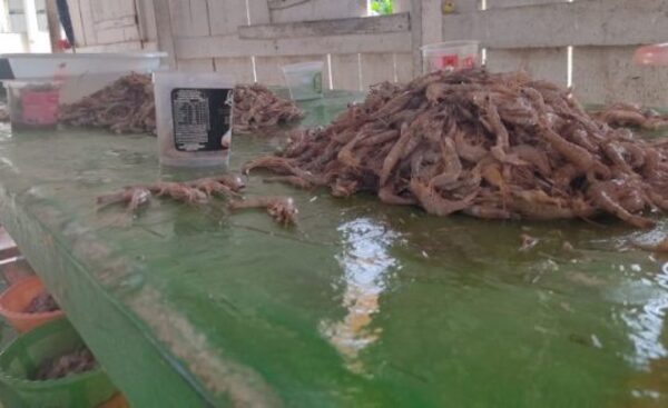 Polícia Militar Ambiental apreende 150 quilos de camarão pescados ilegalmente e do São Francisco Sul