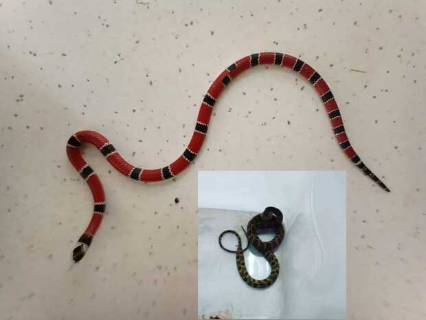Penha: Bombeiros Voluntários resgatam duas cobras em menos de 24 horas