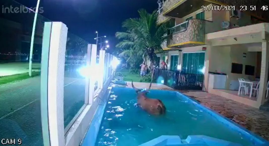 Boi cai em piscina de pousada durante perseguição de farristas em Bombinhas