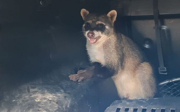 Guaxinim preso em boca de lobo é resgatado pelo Grupo de Proteção Ambiental da Guarda Municipal de BC