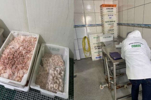 Barra Velha: Cidasc apreende 3,6 toneladas de pescados impróprios em empresa clandestina no bairro Itajuba