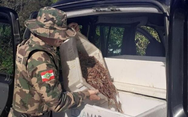 Penha: Polícia Militar Ambiental apreende 130 quilos de camarão na praia Alegre