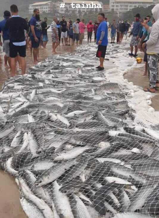 Pescadores capturam cerca de 1 mil tainhas na praia do Santinho em Florianópolis