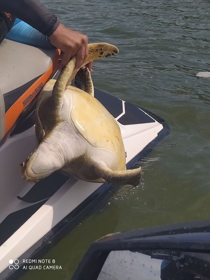 CRIME AMBIENTAL: REDES FEITICEIRAS ESTÃO MATANDO TARTARUGAS NA PRAIA DE SÃO MIGUEL EM PENHA