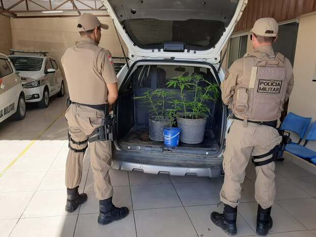 Balneário Piçarras: Um homem é preso por trafico de drogas e PM apreende 59 pedras de crack e três pés de maconha