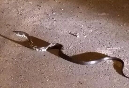 Caninana: Bombeiros de Barra Velha capturam cobra de dois metros em Itajuba