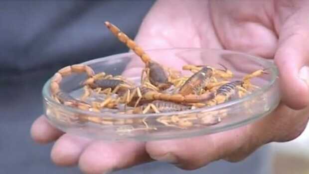Alerta: Itajaí e Joinville registram infestação de escorpiões venenosos
