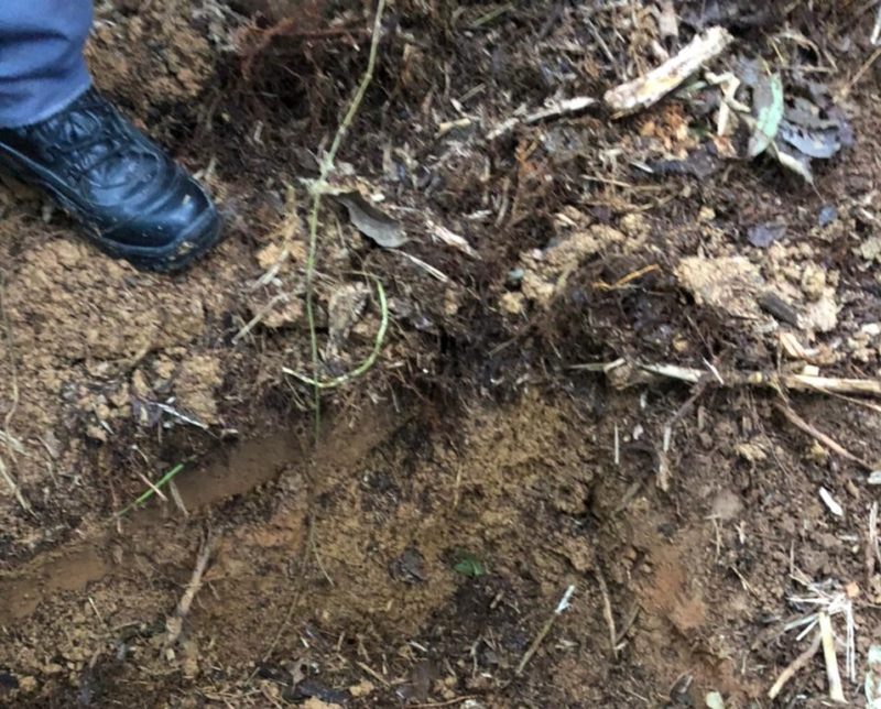 Araquari: Corpo de jovem é encontrado enterrado em cova improvisada em mata no Itinga
