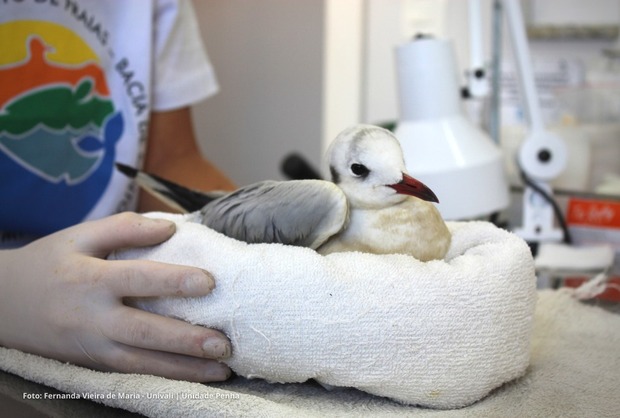Penha: Gaivota-maria-velha resgatada em Bombinhas se recupera na Unidade de Estabilização de Animais Marinhos em Penha