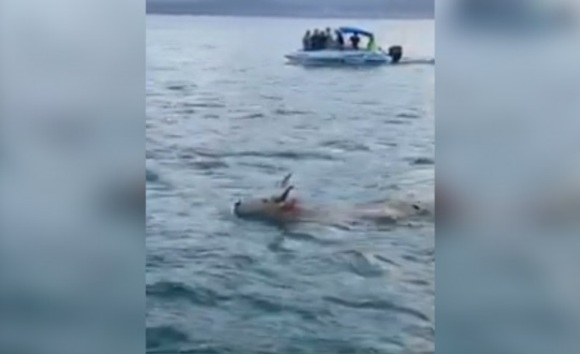 Porto Belo: Boi nada na Enseada do Caixa D’Aço na praia Araçá para fugir de farristas