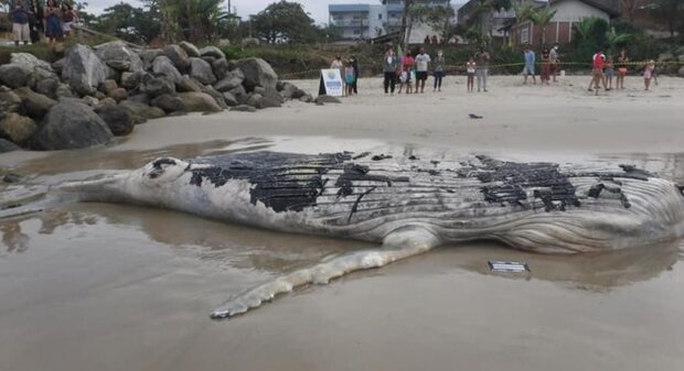 Baleia-jubarte é encontrada morta na praia de Itapoá
