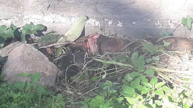 Balneário Piçarras: Cadáver de mulher é encontrado em terreno baldio no bairro Nossa Senhora da Paz