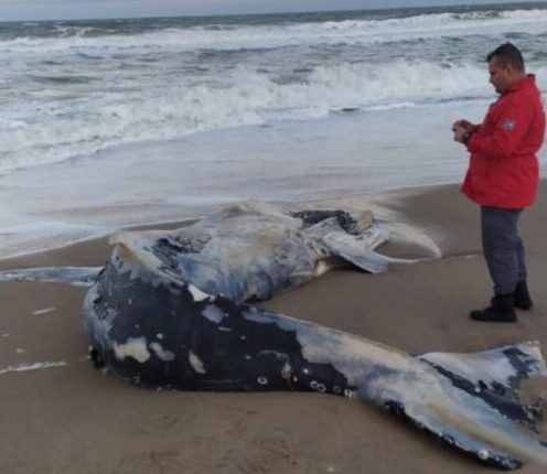 Balneário Barra do Sul: Filhote de baleia-jubarte é encontrado morto na praia da Salina