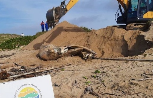 Balneário Barra do Sul: Técnicos divulgam necropsia de baleia encontrada morta na praia da Salina