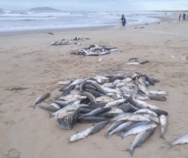 Na praia do Ervino: Pescadores capturam cerca de três toneladas de tainha em São Francisco do Sul