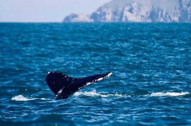 Temperatura do mar pode ter atraído baleias jubarte ao litoral catarinense