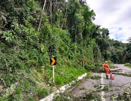 BR-101 será interditada nesta sexta-feira para cortes de árvores em Joinville
