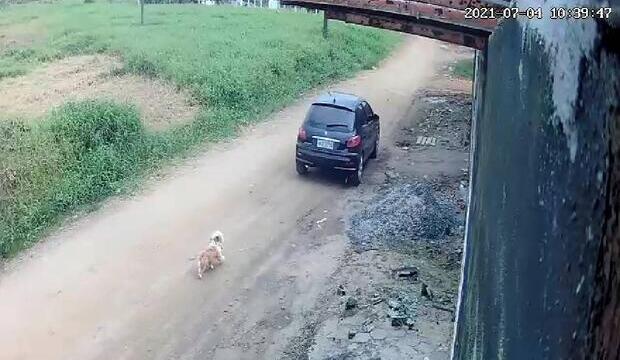 Barra Velha: Cachorrinho é abandonado no meio da rua na Quinta dos Açorianos