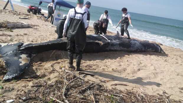 Araquari: Baleia jubarte é encontra morta na Barra do Itapocu