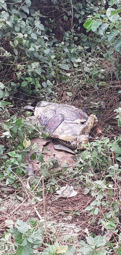 MATANÇA: CEMITÉRIO DE TARTARUGAS É FLAGRADO NA BOCA DA BARRA DO RIO ITAPOCU EM BARRA VELHA