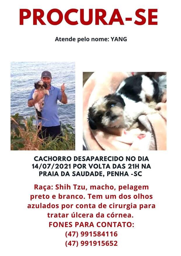 Procura-se: Cachorrinho da raça shih tzu com nome de Yang foge de residência na Praia da Saudade em Penha