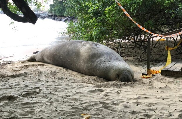 Deixa descansar: Pessoas interferiram descanso de elefante-marinho e local é isolado Guarda Municipal de Balneário Camboriú