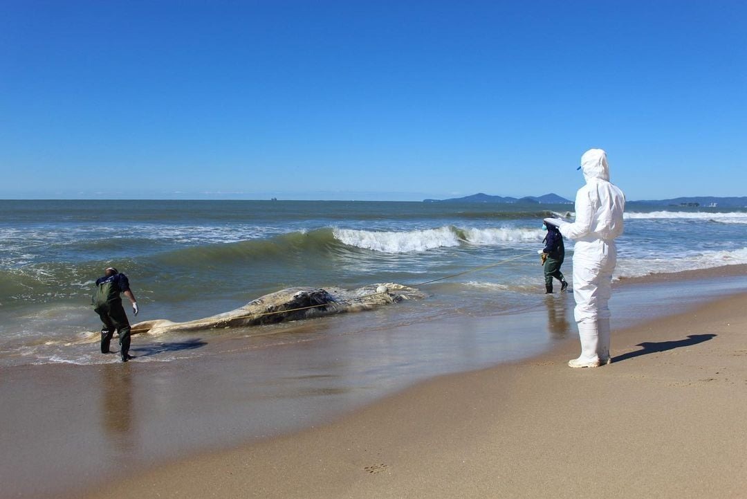 Barra Velha: Baleia-jubarte macho é encontrada morta na orla do Tabuleiro