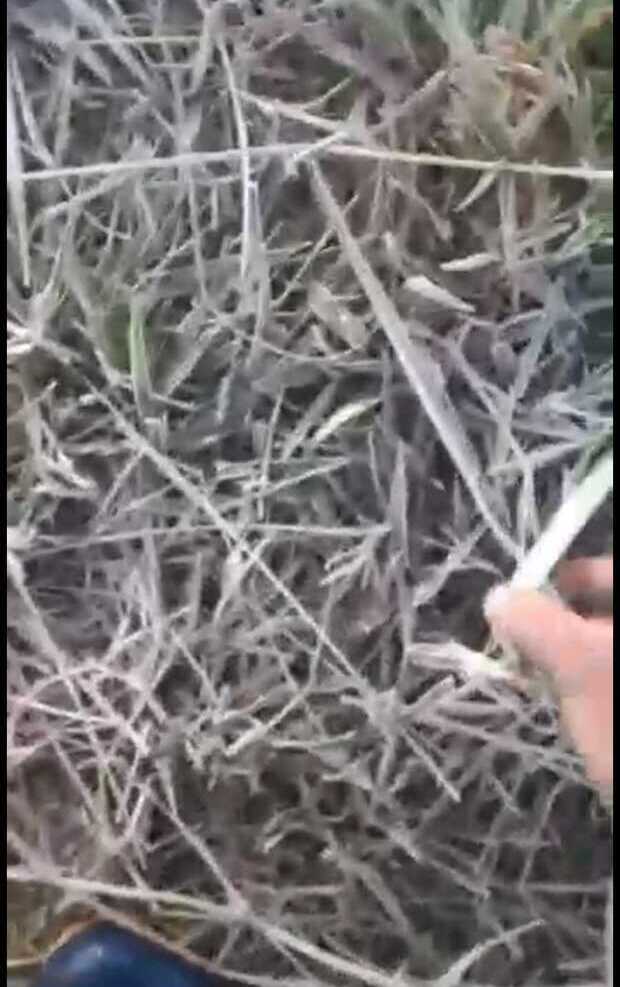 Frio à rola! Friaca chega com geada e congela a galera da Cohab da Penha e na Lagoa em Balneário Piçarras