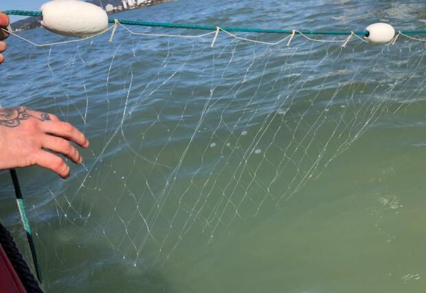 Fiscalização: Instituto do Meio Ambiente de Balneário Piçarras irá criar políticas para proteção de animais marinhos