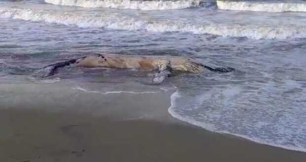 Foz do Rio Itajuba: Baleia morta exala mau cheio na orla de Itajuba desde o final de semana