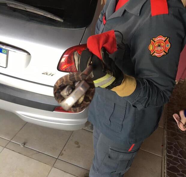 Luiz Alves: Cobra é capturada em depósito de brinquedos de uma residência no bairro Baixo Canoas