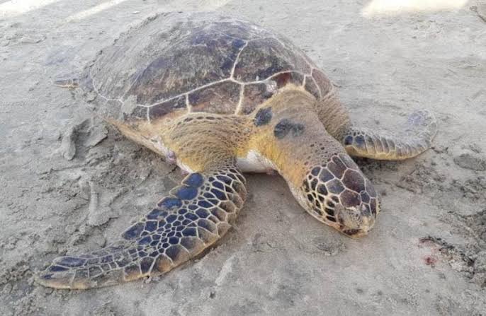 NA AREIA: TARTARUGA É ENCONTRADA MORTA NA PRAIA DO GRANT EM BARRA VELHA