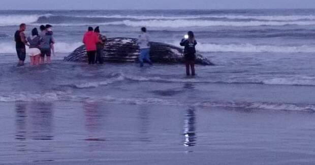 Navegantes: Baleia-jubarte é encontrada morta na praia do Gravatá