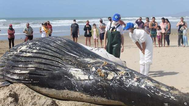 Baleias-jubarte encontradas mortas nas praias de Barra Velha e Navegantes tinham marcas de interação com redes de pesca