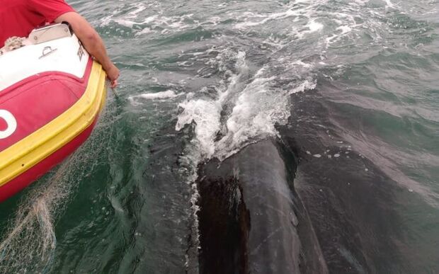 Porto Belo: Bombeiros salvam baleia presa em rede de pesca no Araçá