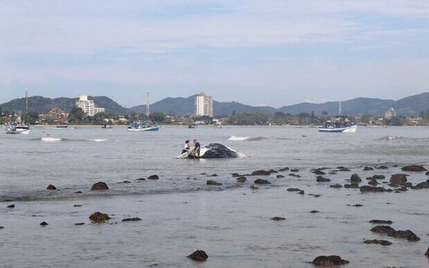 Penha: Baleia-jubarte é encontrada morta na praia do Cascalho