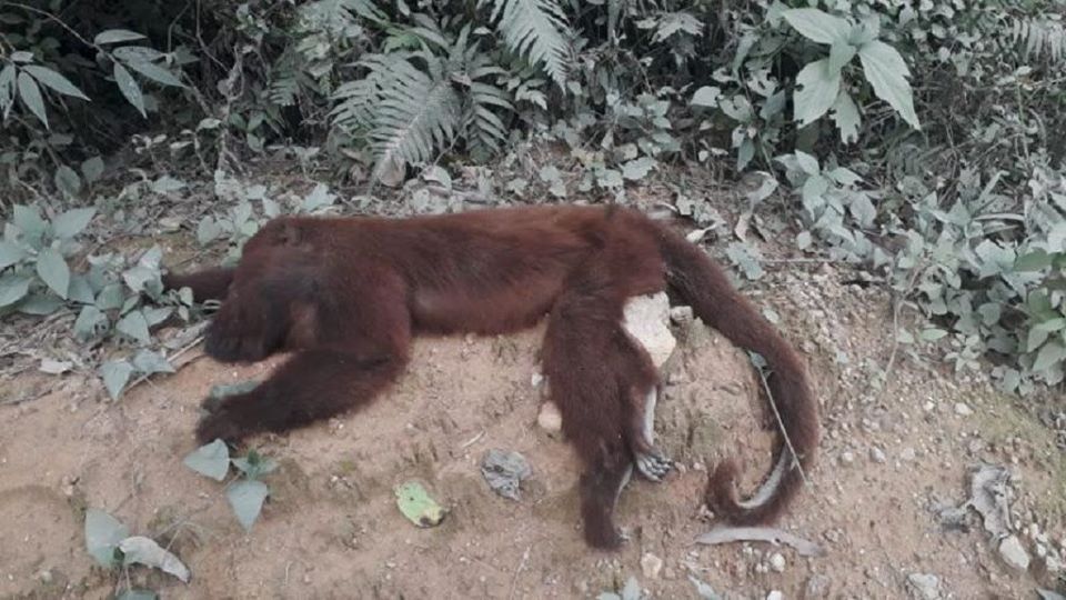 NO BRILHANTE: MACACO É ENCONTRADO MORTO NA ZONA RURAL DE ITAJAÍ