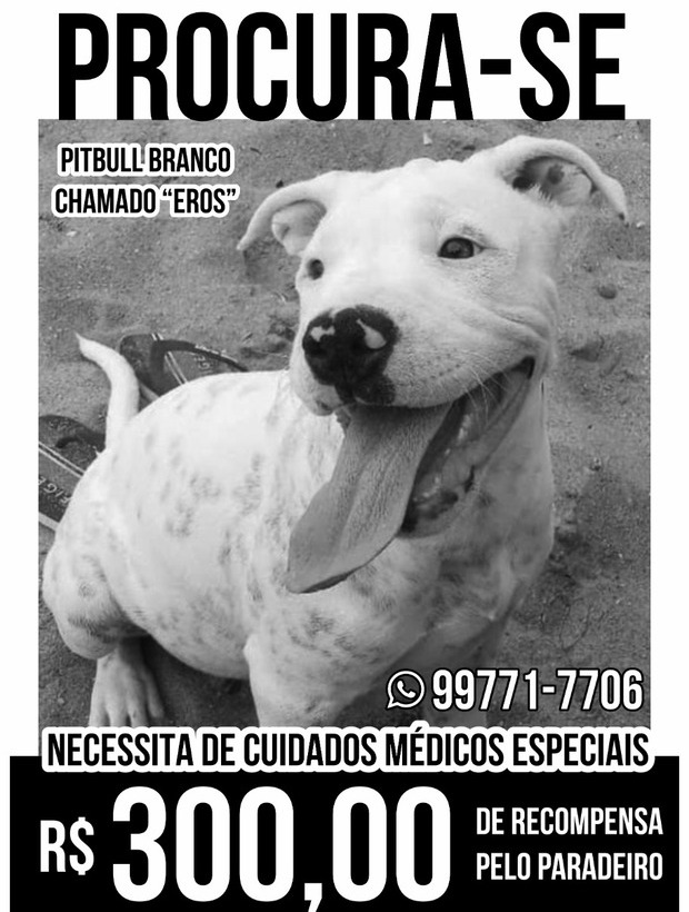 Fugiu: Moradora de Penha procura filhote de pitbull desaparecido desde final agosto
